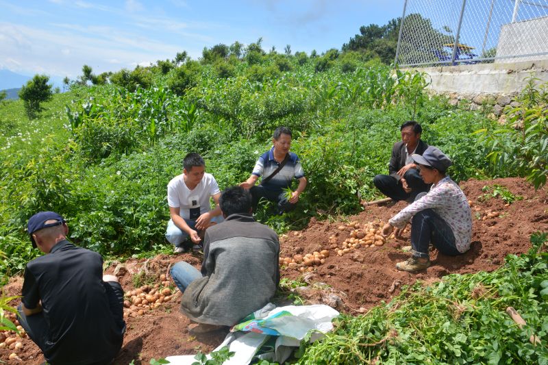 农牧局在务旭村召开早春马铃薯产量验收观摩会 (1) 农牧局在务旭村召开早春马铃薯产量验收观摩会 (1)
